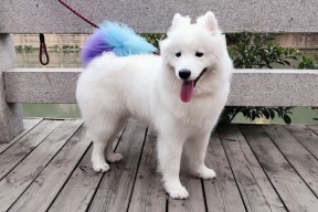 华体会app-跨越太平洋的篮球共鸣，马克西的爆发夜与浙江队的突围战