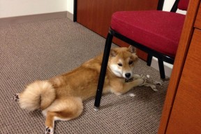 华体会hth-跨洋炮火映天山，范弗利特单骑破阵，76人客场斩落新疆豪取十五连胜