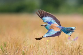 华体会体育-西决生死战之夜，小贾伦·杰克逊如何主宰攻防转换的命运齿轮