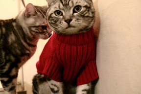 华体会网址-战争艺术，多特蒙德闪电战击穿比利时，苏亚雷斯以剑为笔演绎关键先生