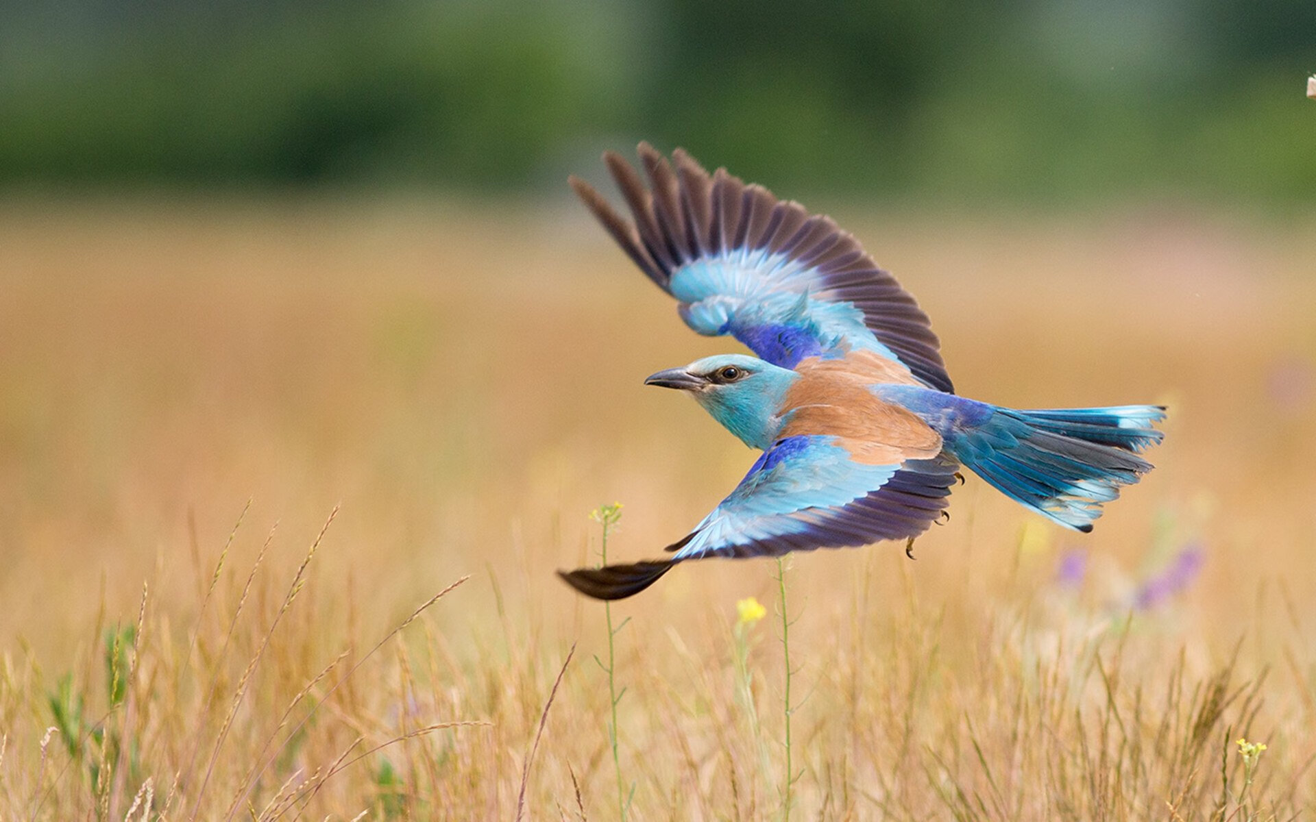 华体会体育-西决生死战之夜,小贾伦·杰克逊如何主宰攻防转换的命运齿轮 第1张 华体会体育-西决生死战之夜,小贾伦·杰克逊如何主宰攻防转换的命运齿轮 第1张