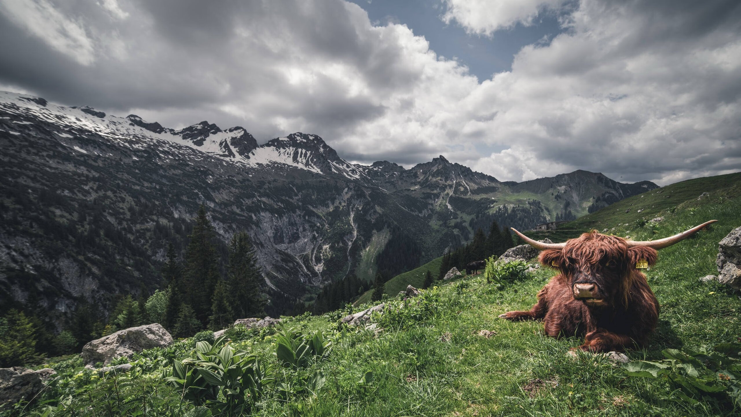 华体会-钢铁洪流VS沙漠之盾，努涅斯三分钟终结埃及神话  第1张
